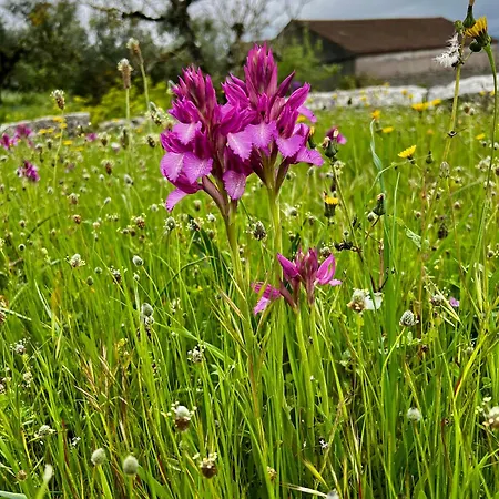 Casa Da Curva Mendiga