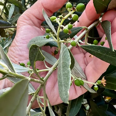 Semesterbostad Casa Da Curva