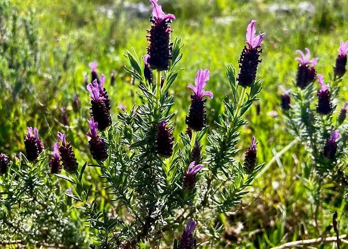 Casa Da Curva * Mendiga