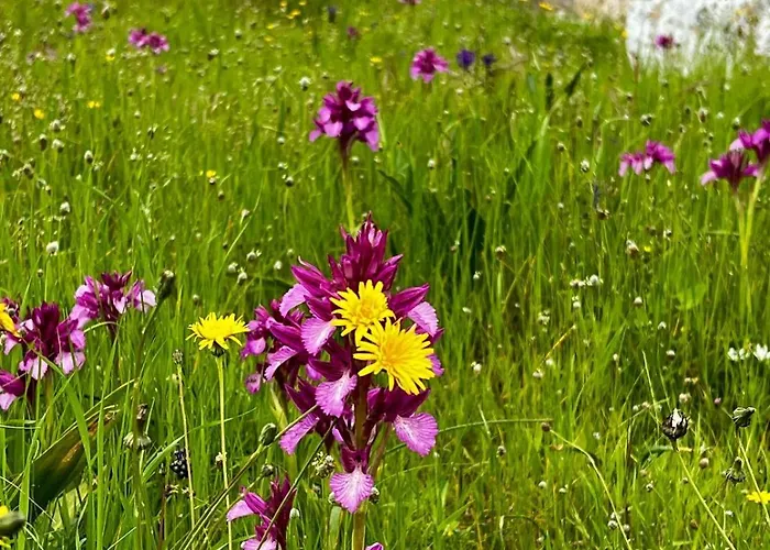 Vakantiehuis Casa Da Curva *