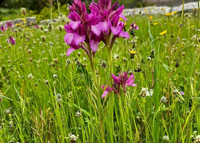 Casa Da Curva Mendiga