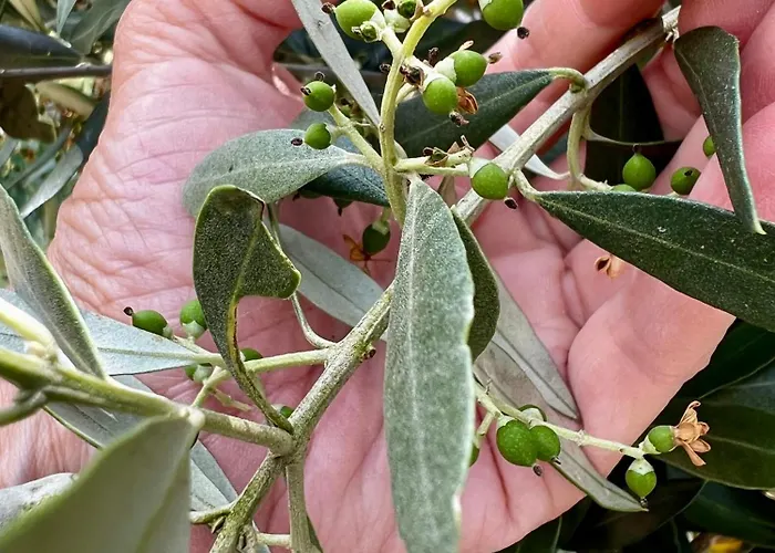 Dom wakacyjny Casa Da Curva